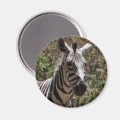 Zebra-Gesicht Magnet (Vorderseite/Rückseite)