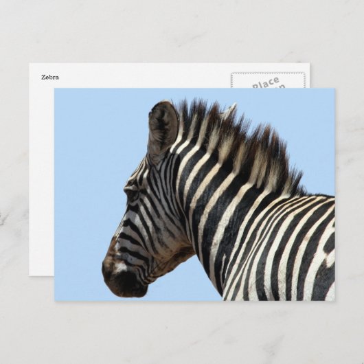 Zebra-Gesicht Postkarte (Vorne/Hinten)