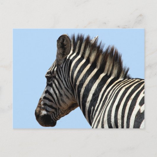 Zebra-Gesicht Postkarte (Vorderseite)