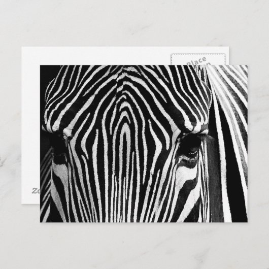 Zebra-Gesicht Postkarte (Vorne/Hinten)