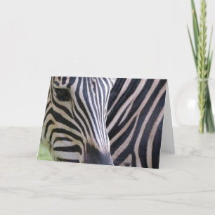 Zebra Greeting Card Karte