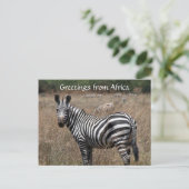 Zebra-Grüße Postkarte (Stehend Vorderseite)