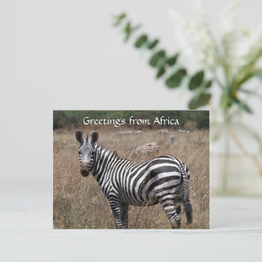 Zebra-Grüße Postkarte (Stehend Vorderseite)