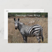 Zebra-Grüße Postkarte (Vorne/Hinten)