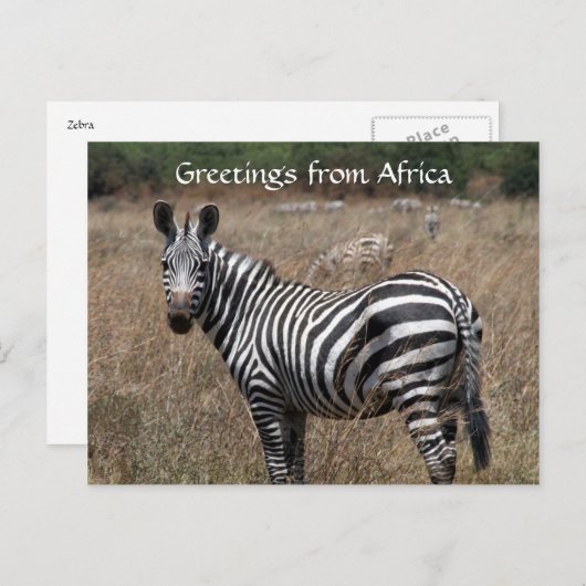 Zebra-Grüße Postkarte (Vorne/Hinten)