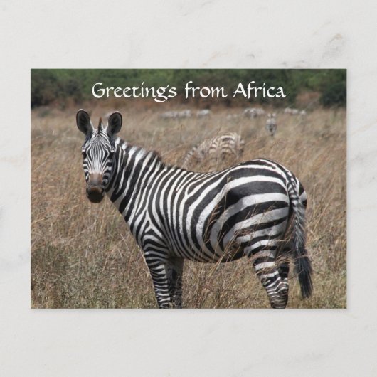 Zebra-Grüße Postkarte (Vorderseite)