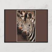 Zebra-Grußkarten - Postkarten (Vorderseite)