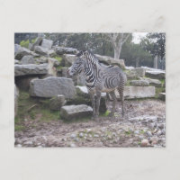 Zebra-Haltung