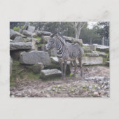 Zebra-Haltung Postkarte (Vorderseite)