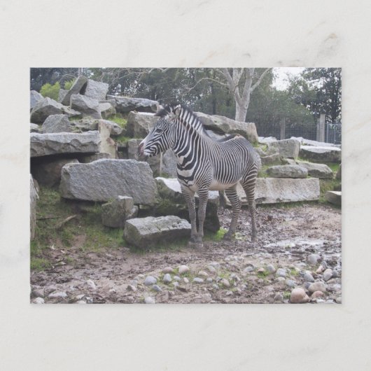 Zebra-Haltung Postkarte (Vorderseite)
