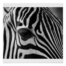 Zebra Head Black and White Foto Glossy Poster