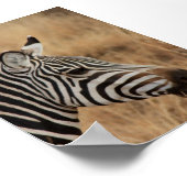 Zebra Head Poster (Ecke)