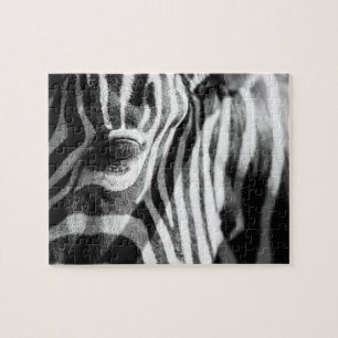 Zebra herauf nahes puzzle
