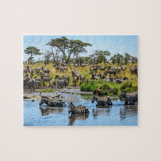 Zebra Herd im Wilden Jigsaw Puzzle (Horizontal)