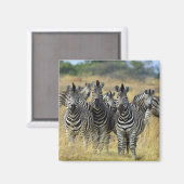 Zebra Herd Magnet (Vorderseite/Rückseite)
