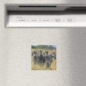 Zebra Herd Magnet (In Situ (Geschirrspüler))