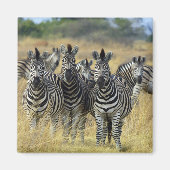 Zebra Herd Magnet (Vorne)