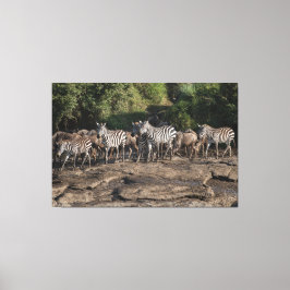 Zebra Herd Natural African Setting Metal Print Leinwanddruck
