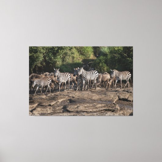 Zebra Herd Natural African Setting Metal Print Leinwanddruck (Vorderseite)