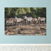 Zebra Herd Natural African Setting Metal Print Leinwanddruck (Insitu (Holzboden))