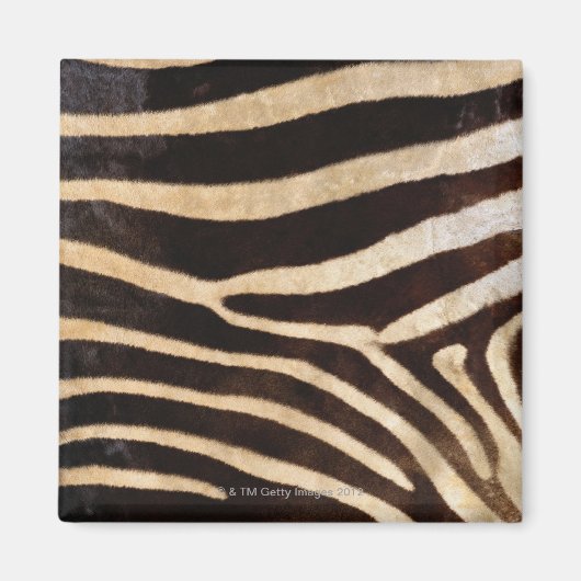 Zebra Hide 2 Magnet (Vorne)