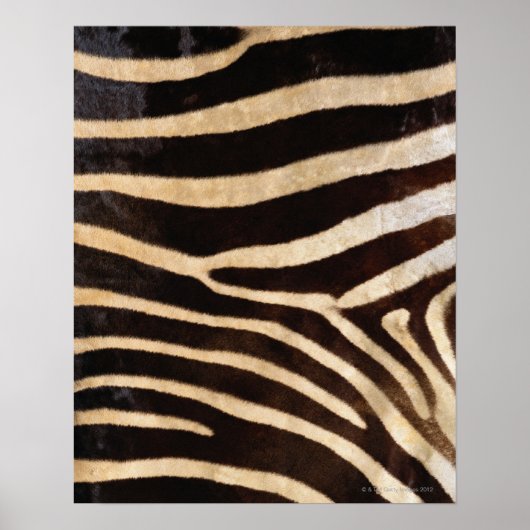 Zebra Hide 2 Poster (Vorne)