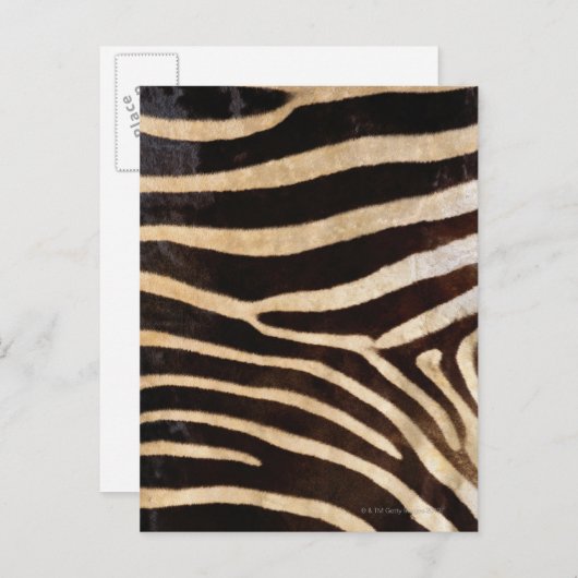 Zebra Hide 2 Postkarte (Vorne/Hinten)