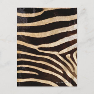Zebra Hide 2 Postkarte