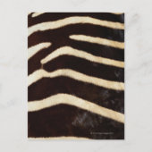 Zebra Hide Postkarte (Vorderseite)