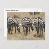 Zebra-Hindus Postkarte (Vorne/Hinten)