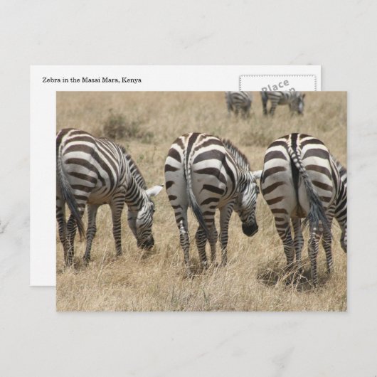 Zebra-Hindus Postkarte (Vorne/Hinten)