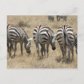 Zebra-Hindus Postkarte (Vorderseite)