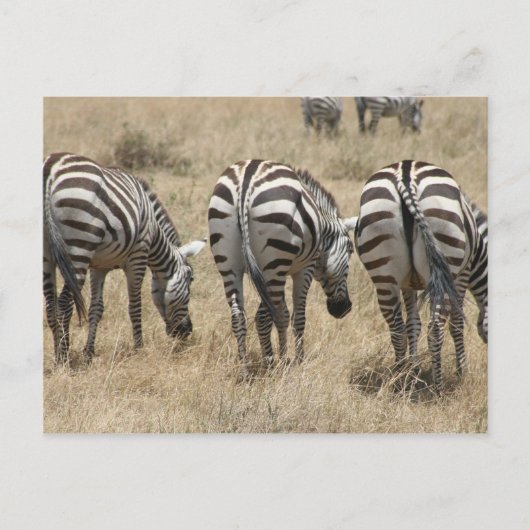 Zebra-Hindus Postkarte (Vorderseite)