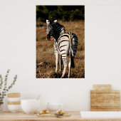 Zebra hinter dem Malplakat Poster (Küche)