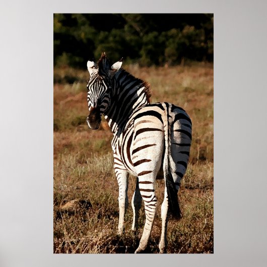 Zebra hinter dem Malplakat Poster (Vorne)