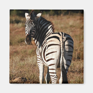 Zebra hinter Magneten Magnet