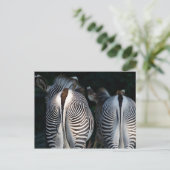 Zebra Hinterns Funny Wildlife Postkarte (Stehend Vorderseite)