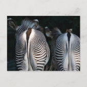Zebra Hinterns Funny Wildlife Postkarte (Vorderseite)