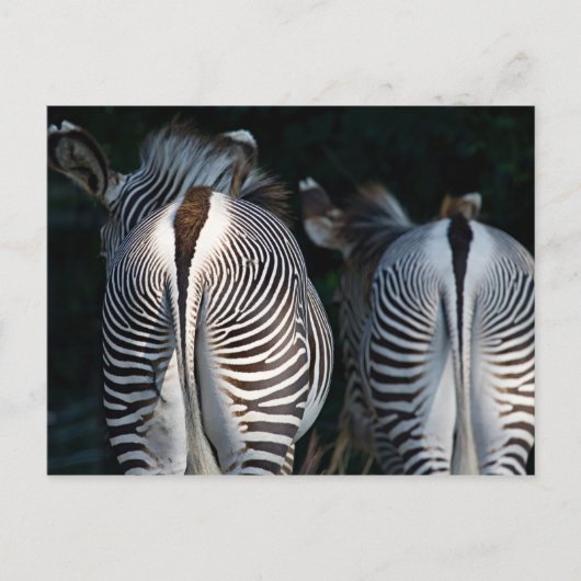 Zebra Hinterns Funny Wildlife Postkarte (Vorderseite)