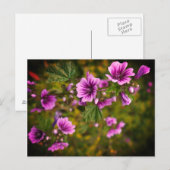 Zebra Hollyhock Blume #2 Postcard Postkarte (Vorne/Hinten)