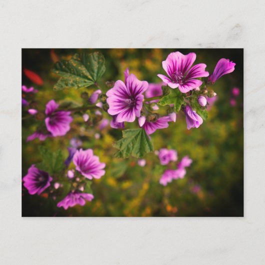 Zebra Hollyhock Blume #2 Postcard Postkarte (Vorderseite)