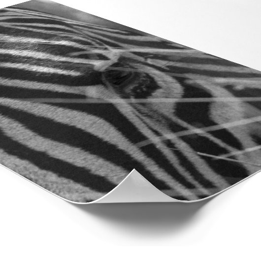 Zebra im Gras Poster (Ecke)