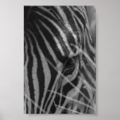 Zebra im Gras Poster (Vorne)