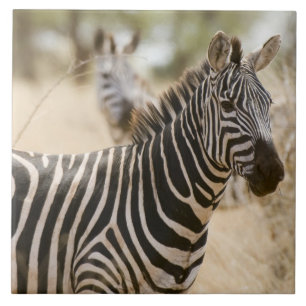 Zebra im Meru National Park, Kenia. Fliese