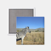 Zebra im offenen schlichten Nationalpark Pilansber Magnet (Vorderseite/Rückseite)