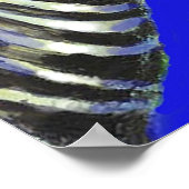 Zebra in blau - Poster (Ecke)