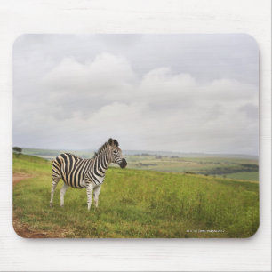 Zebra in der Landschaft, Südafrika Mousepad