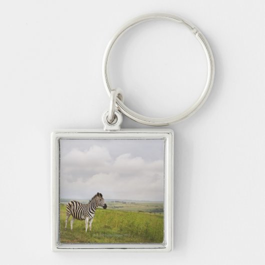 Zebra in der Landschaft, Südafrika Schlüsselanhänger (Vorne)