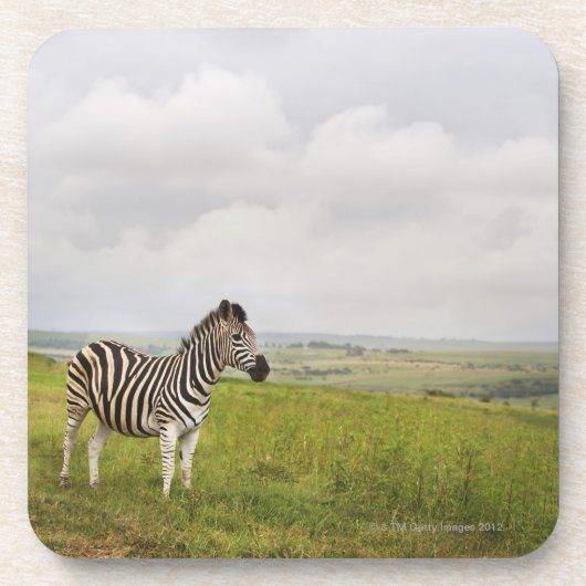 Zebra in der Landschaft, Südafrika Untersetzer (Vorderseite)