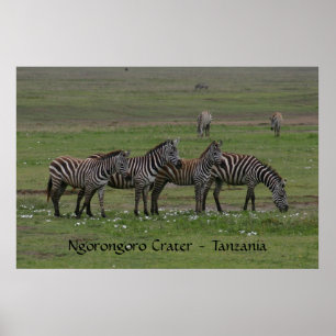 Zebra in einer Reihe - Drucken Poster